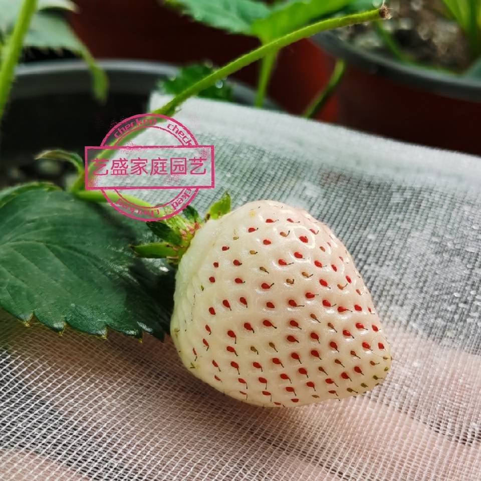艺盛家庭园艺