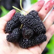 Xinjiang Te-level Black Mulberry Dry Great Fruit Bubble Water Tea Mulberry Seeds Wild Mulberry Dry No Sand Free Wash and Shunfeng