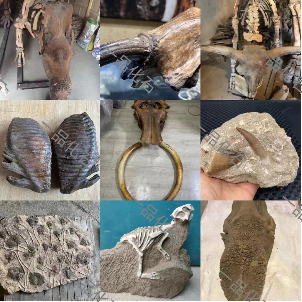 Consultation service for details of various fossil specimens of ancient organisms during the mammoth period-Taobao