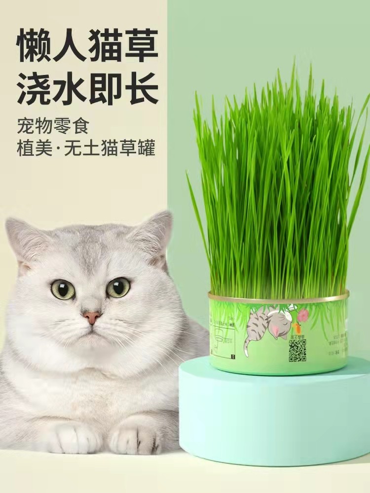 Fantasy cute pet cat grass potted wheat seeds ready-to-eat hydroponic box to remove hair balls lazy catnip