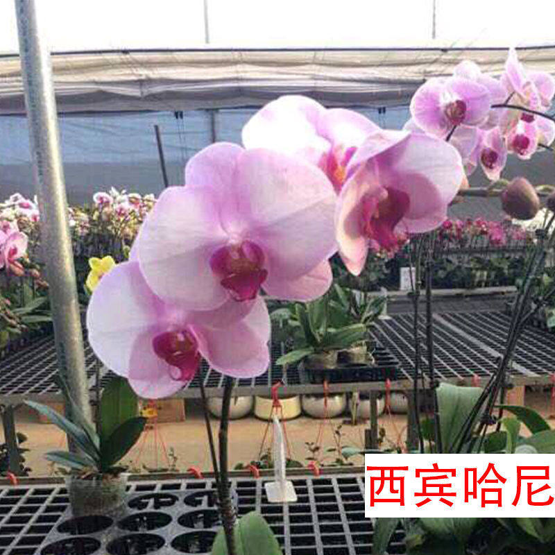 (Buy 1 send 1) butterfly orchid potted flower Miao large flower plant indoor orchid good to raise green plant Four Seasons Flower