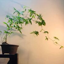 The rare variety of literati art Lingnan in the inner and outer literatures of the bamboo-leaf bamboo-small-leaf bamboo-leaf bamboo-pile bonsai potted plant