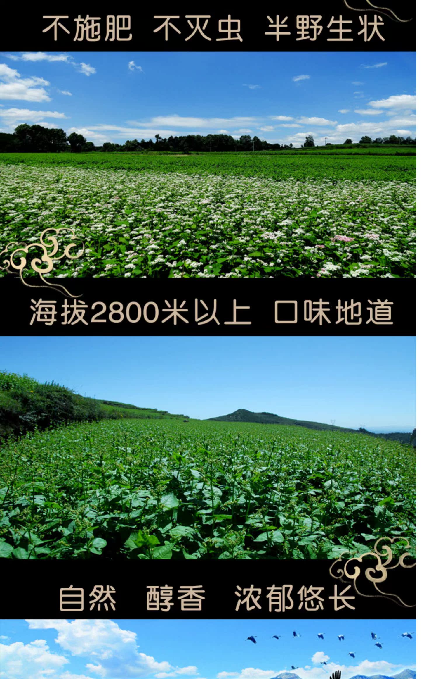 黔山良农黑苦荞茶醇香正品特产级500g