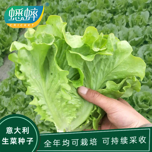 生菜种子大全农家盆栽600颗