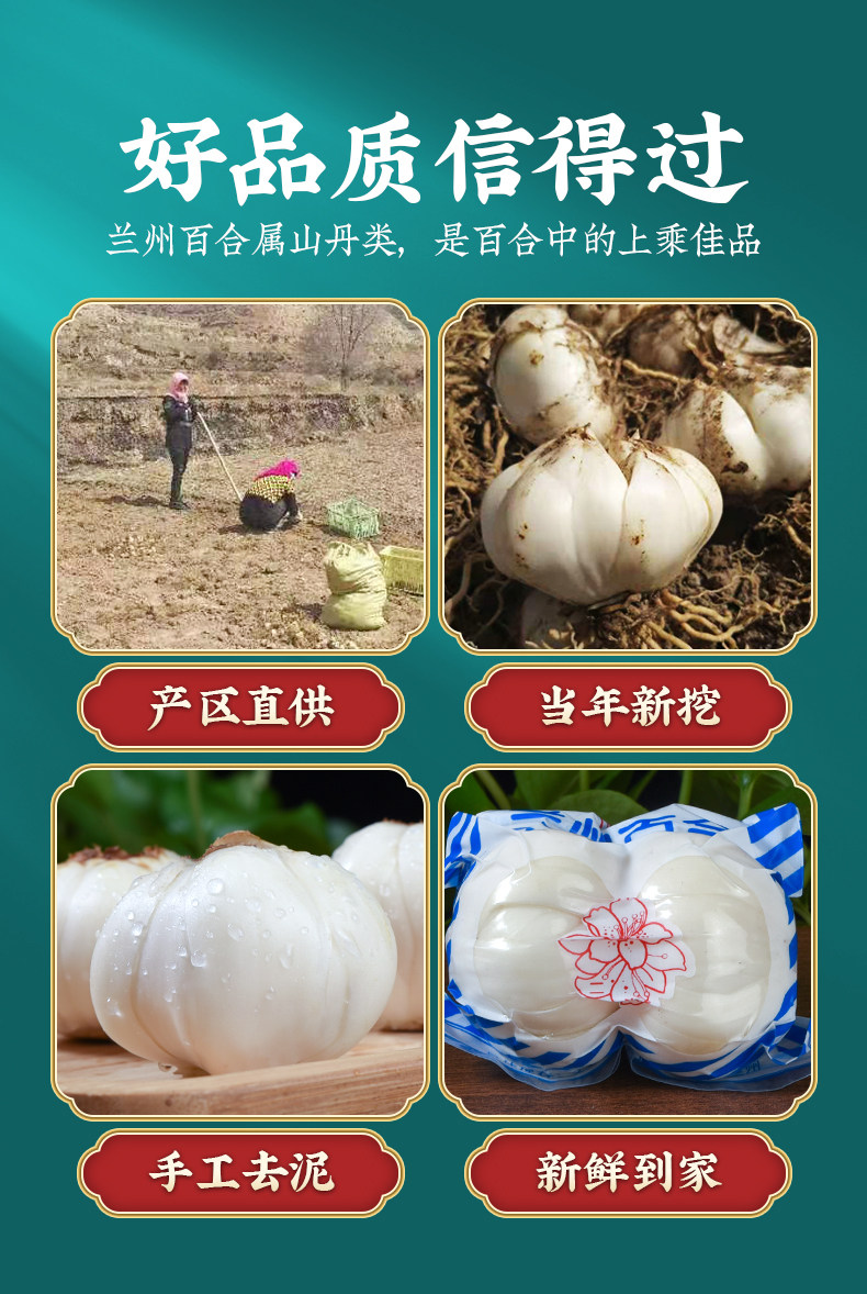 Fresh Lanzhou Lily Bulbs 500g Sweet Edible Bai He Premium Grade specifications