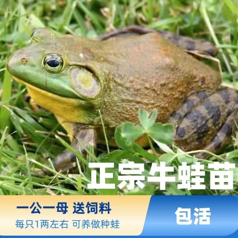 蛙哥的小店