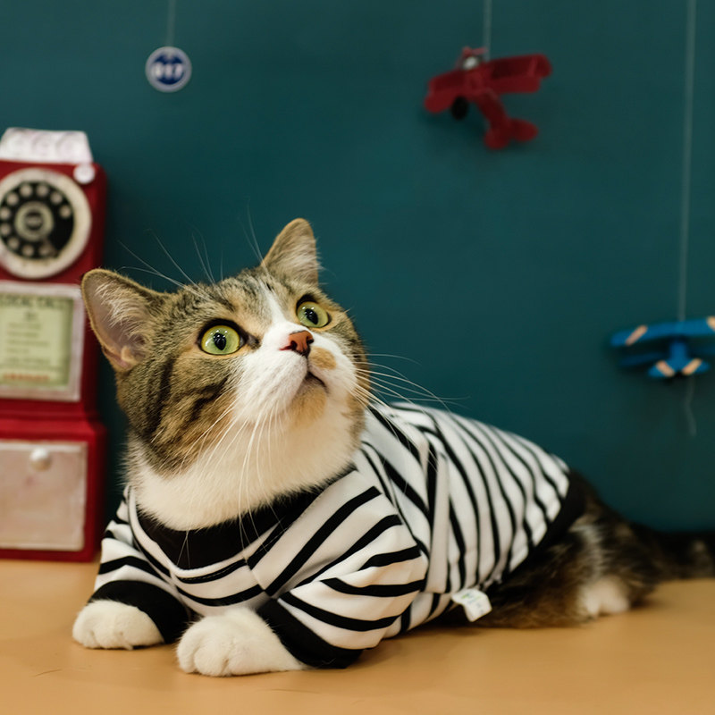 Net red kitty clothes anti-fall hair thin section summer clothing young cat kitty cat owl blue cat English short dog pet supplies summer