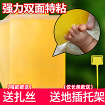 Sticky insect board bracket sticky fruit fly paste hanging yellow board blue sticky insect board bracket stem bee flower gardening rose small flying insect