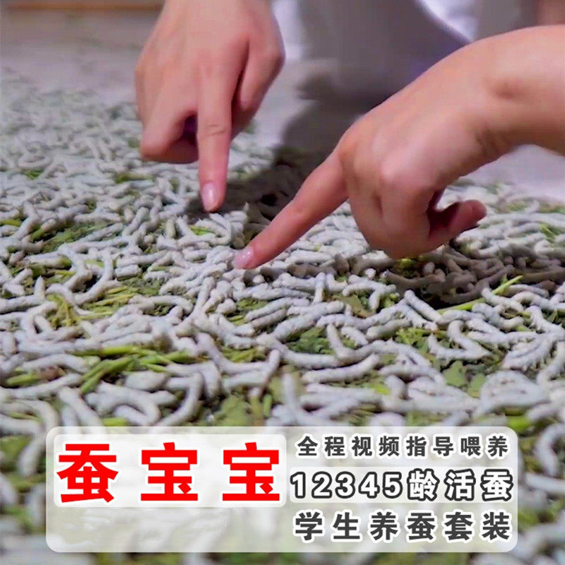 Silkworm students nurture silkworm sets of sauna leaves natural coloured silkworm baby eating well - nourished live colored egg 1