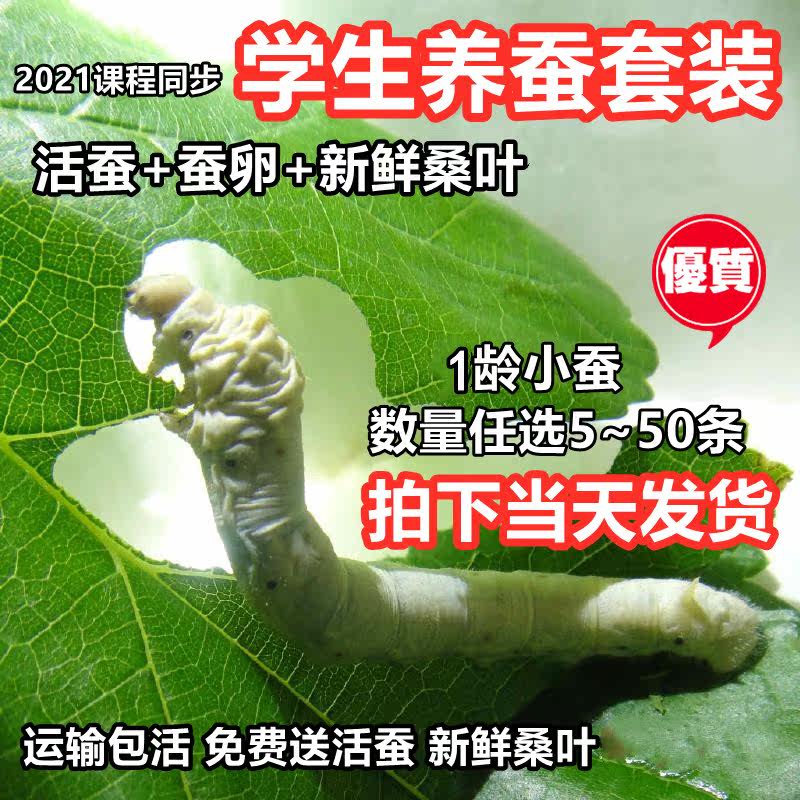 Silkworm baby children's silkworm raising suit live spring silkworm to send fresh mulberry leaf silkworm eggs and mulberry leaf science silkworm house