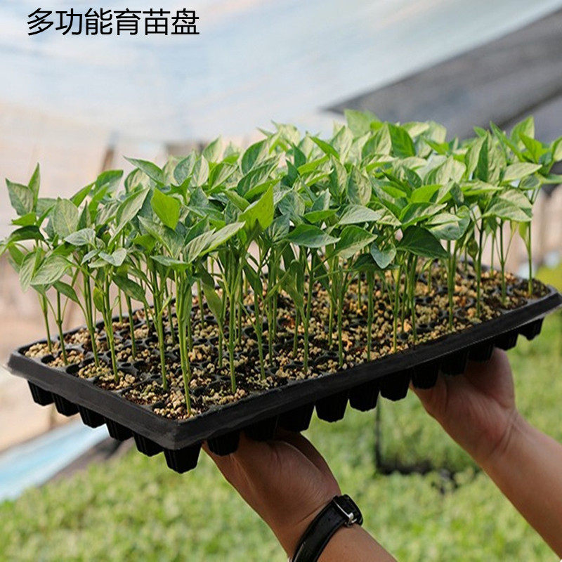 Nursery tray Multi-meat seedling tray Watermelon Silk Melon Chili Strawberry Special Nursery tray Insured and moisturizing Seedling Tray 