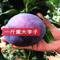 Американская черная слива (пять лет саженцев будут нести в этом году) и будет компенсирована, если саженцы умрут!