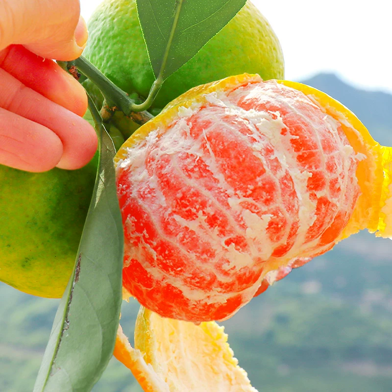 [Very early honey mandarin seedling Nichinan No.1 orange seedling green skin honey mandarin seedling orange tree seedling planted for year result]