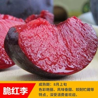 Хрустящая красная слива (5 лет саженцев принесет плоды в этом году), а саженцы будут компенсированы!