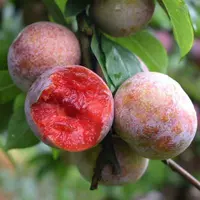 Фуронг -слива (5 лет саженцев будут нести в этом году), а саженцы будут компенсированы, если они умрут!