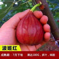 6-летние саженцы Бо Цзихуна (результаты того года) получат компенсацию за погибшие саженцы!