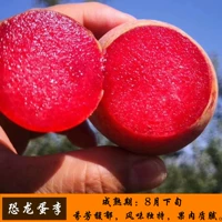 Яйца динозавров (5-летние саженцы будут приносить фрукты в этом году), а саженцы будут компенсированы!