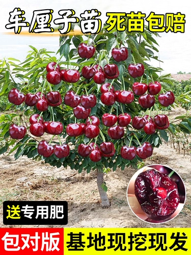 Саженцы карликовой вишни, вишневое дерево, двор в горшке, большие саженцы вишни, посаженные на севере и юге по результатам текущего года