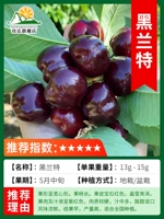 Карликовый черный лотос около 2 см [итоги года] выкопанные погибшие саженцы сейчас будут компенсированы