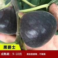 6-летние саженцы Блекэддера (результаты того года) будут компенсированы погибшими сеянцами!