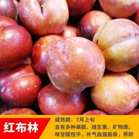 Красный булилин (5 лет саженцев будут нести в этом году), а саженцы будут компенсированы!