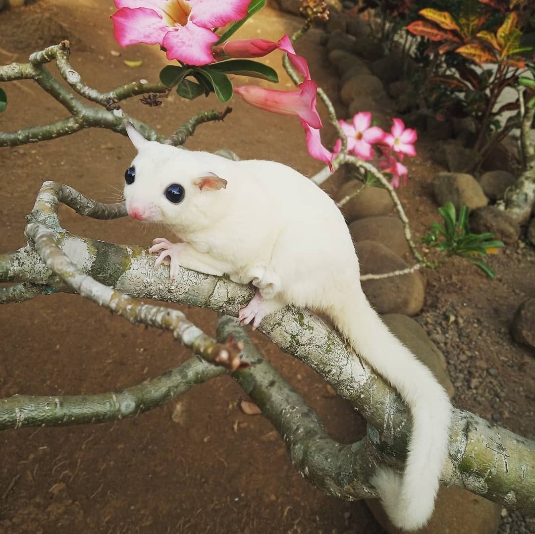 蜜袋鼬小飞鼠：萌翻你的居家生活，宠物界的活体小精灵！-飞鼠-淘宝好物网, image size:1080x1078
