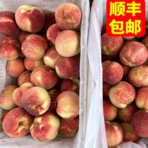 Hao Rain Agriculture Fresh Golden Autumn Red Honey Peach Fruit Fresh When Season Full Box Crunchy Peach 5 Catty Walnuts