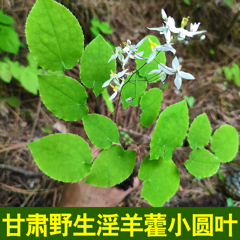 Gansu Epimedium Leaf Wild Chinese Herbal Medicine Xianling Spleen Cistanche Cynomorium Cynomorium Bubble Tea Male 50g