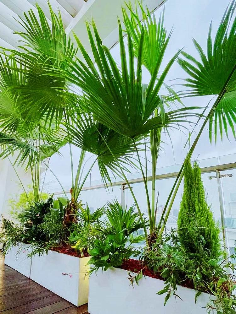 New rectangular cement flowerpots partition flower slot Told large size magnesium mud strip Horse trough minimalist outdoor sun-Taobao