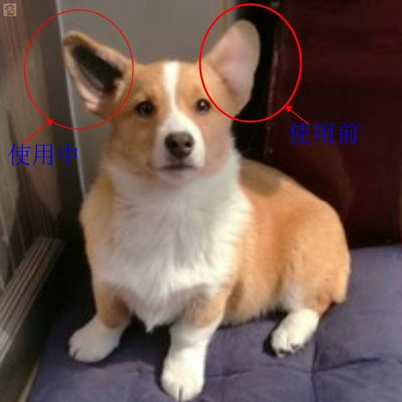 Corgi ear artifact ear stick puppy ear bead with corgi deer dog Fa Chihuahua Teddy and other ear stand