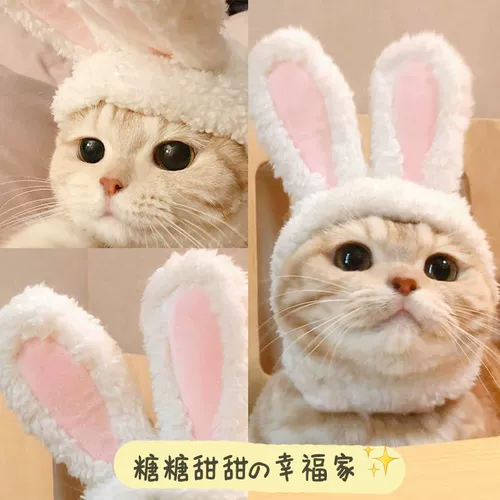 Кот кролик год