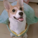 Жилет Pet Pet Turtle Shell, Bomekhashashashada Corder Doubi Bear Teddrahbrado Funny Clothing