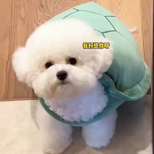 Жилет Pet Pet Turtle Shell, Bomekhashashashada Corder Doubi Bear Teddrahbrado Funny Clothing