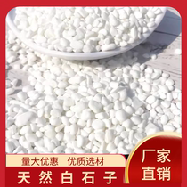 Hainan white stone white stone white gravel natural small white stone succulent garden paving stone fish tank landscaping