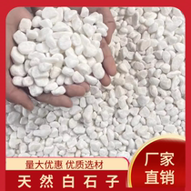 Henan white stone white gravel white gravel stone large pebbles courtyard balcony paving paving