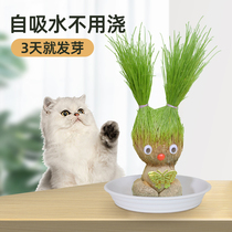 Grass-headed sloth cat grass already planted with good hydroponic oat seed seed Mao go to gross ball special cat snacks grass seed potted plant