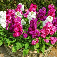 Фиолетовое+горшечное удобрение почвы [купить 2 Get 1 Get 1]