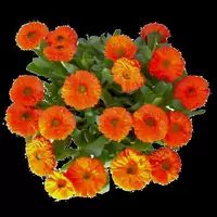 Golden Chrysanthemum 1000 капсулы+удобрения (купить 2 получить 1 Get 1)