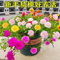 Стоматологический лепесток Солнечный цветок 20 000 капсул+горшок почвенные удобрения [купить 2 Get 1 Get 1]