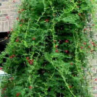 100 зерен перья и укропа+удобрения (купить 2 получить 1 Get 1)