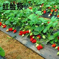 Красные капсулы Strawberry 500 с красным цветом+горшки+почва+удобрения (купить 2 получить 1 бесплатно 1