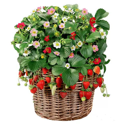 Dandong 99 Four Seasons Cream Crawberry Seeds