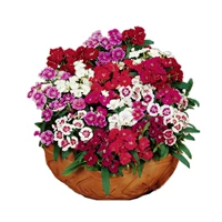 1000 зерна красочного камня бамбука+удобрения