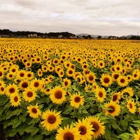 Наблюдение 100 капсул+удобрения