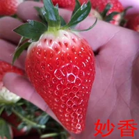 500 зерен Miao Zai Strawberries+Pots+почва+удобрения (купить 2 получить 1 бесплатно 1