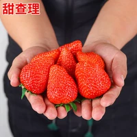 Sweet Chari Strawberry 500 Капсулы+горшки+почва+удобрения (купить 2