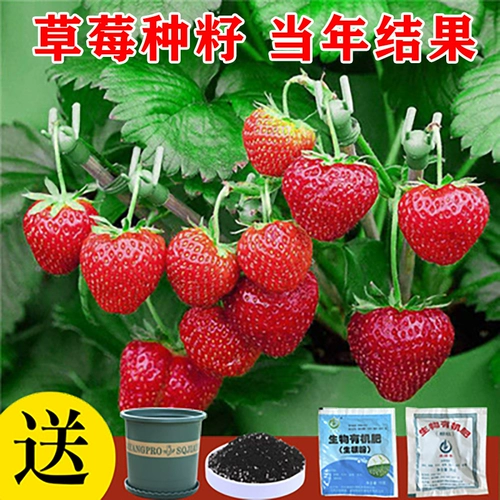 Dandong 99 Four Seasons Cream Crawberry Seeds