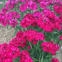 OU Shizhu First Kiss 1000 капсул+удобрения