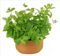 Капсулы Mint 500+удобрения (купить 2 Get 1 Get 1)