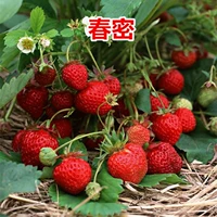 Четыре сезона весенних плотных капсул Strawberry 500+горшки+почва+удобрения (купить